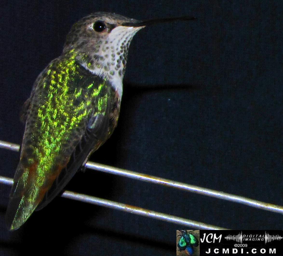 Hummingbird photo captured from Robo-Cam Motion Detection at JCMDI.COM